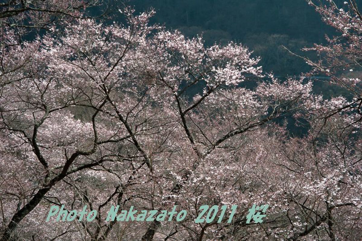 高遠の桜